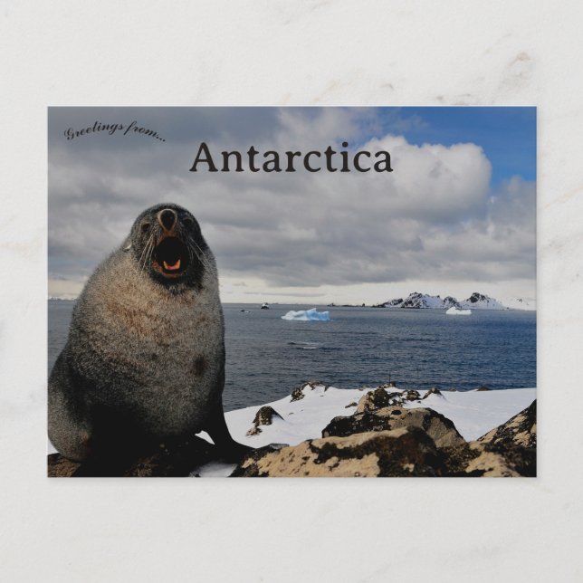 Carte Postale Seal in Cape Shirreff Livingston Island Antarctica (Devant)