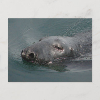 Carte Postale Seal, port de Stornoway, Hébrides extérieures