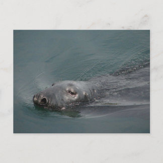 Carte Postale Seal, Stornoway Harbour