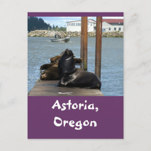 Carte Postale Sealions Astoria Oregon
