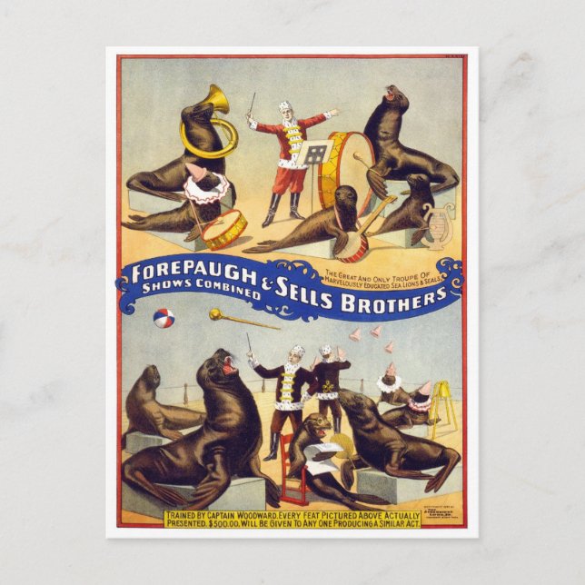 Carte Postale Seals de cirque magnifiquement entraînés, 1899 (Devant)