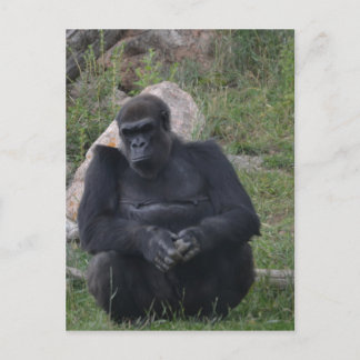 Carte Postale Séance de gorille