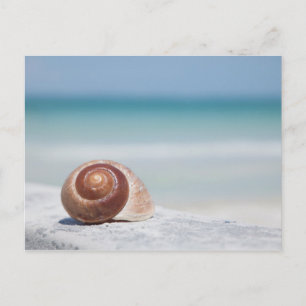 Carte Postale Seashell Saint-Pétersbourg, Floride