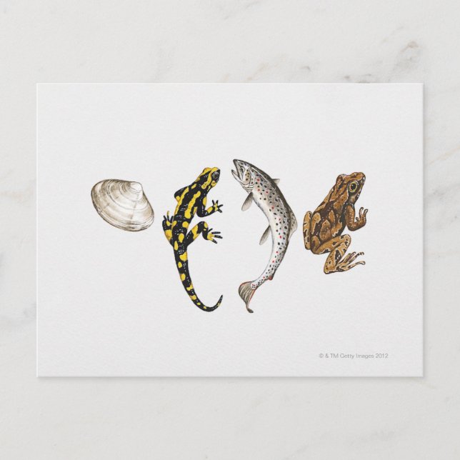 Carte Postale Seashell, Salamandre, Salmon (Devant)