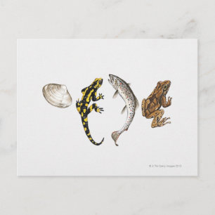 Carte Postale Seashell, Salamandre, Salmon