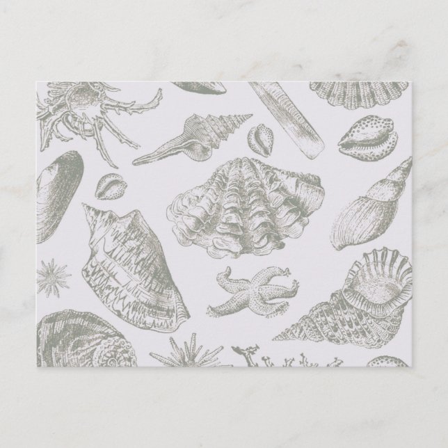 Carte Postale Seashell Soft Antique Art Beach Shops (Devant)