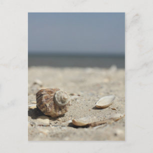 Carte Postale Seashells On Sand By the Sea