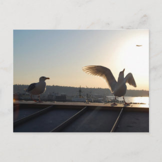 Carte Postale Seattle Seagull