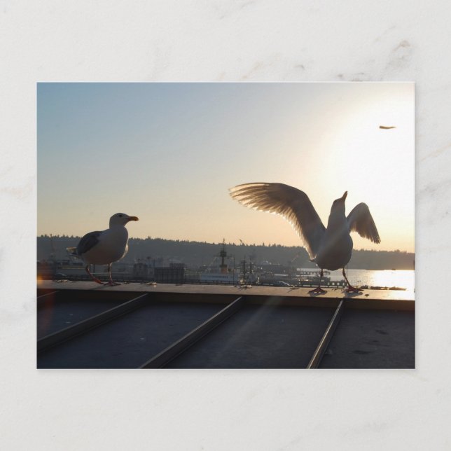 Carte Postale Seattle Seagull (Devant)