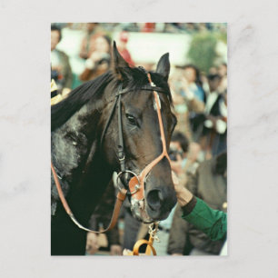 Carte Postale Seattle Slew Thoroughbred 1978