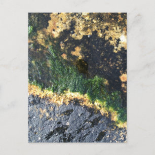 Carte Postale seawall seaweed maine