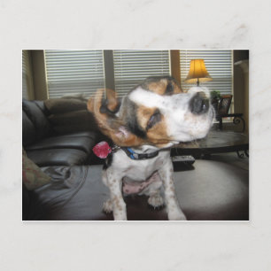 Carte Postale Secouer le beagle