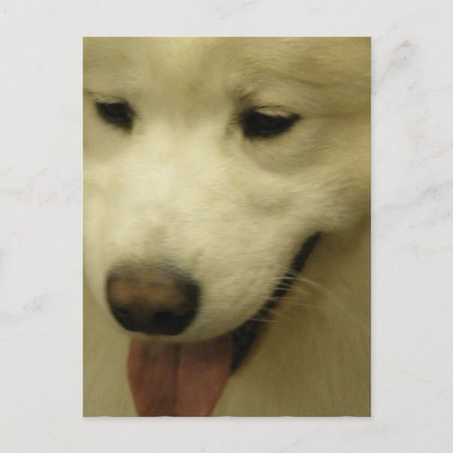 Carte postale Secourt Samoyed (Devant)