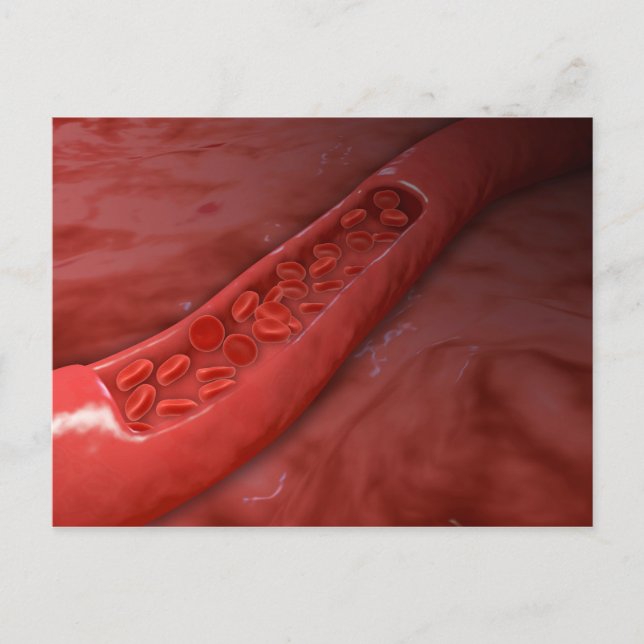 Carte Postale Section de la croix d'artère avec flux de globules (Devant)