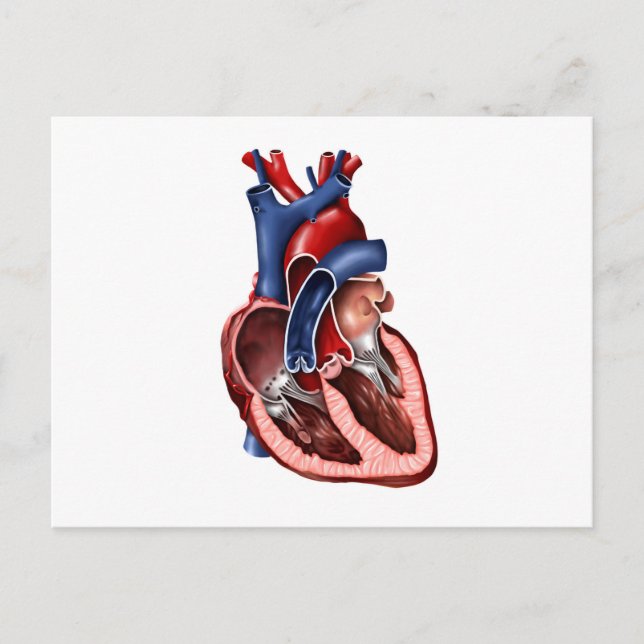 Carte Postale Section Du Coeur Humain (Devant)