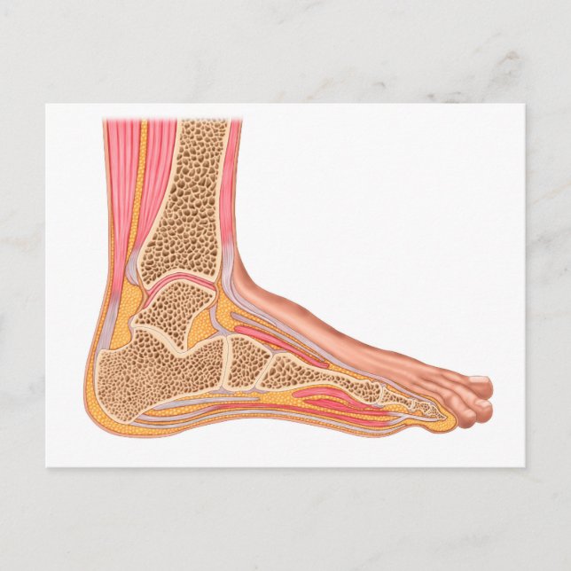 Carte Postale Section Longitudinale Du Pied Humain (Devant)
