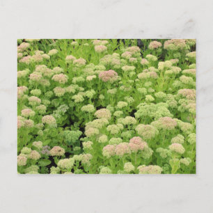 Carte Postale Sedum Automne Joy