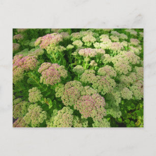 Carte Postale Sedum Automne Joy