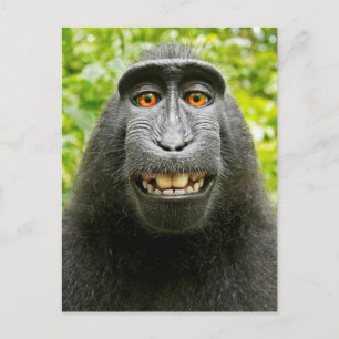 Carte Postale Selfie singe