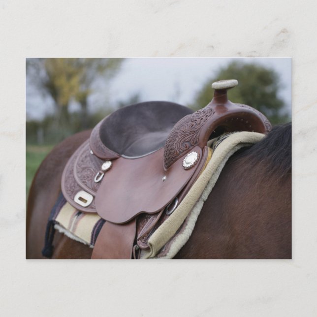 Carte Postale Selle sur un cheval (Devant)
