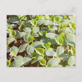 Carte Postale Semis de concombre