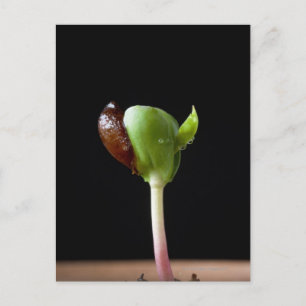 Carte Postale Semis de pomme avec coquille de graines