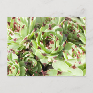 Carte Postale Sempervivums