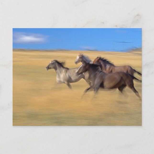 Carte Postale Seneca, Oregon, États-Unis (Devant)