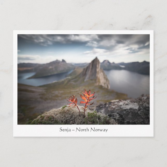Carte Postale Senja Norvège (Devant)