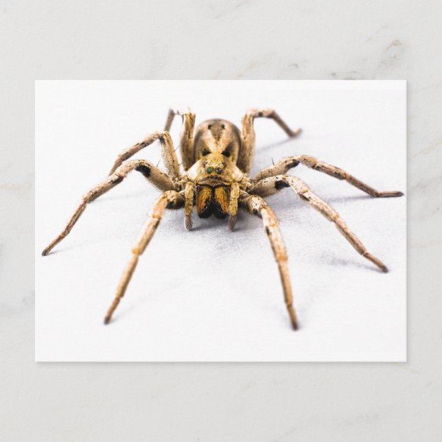 Carte Postale Sens d'araignée (Devant)