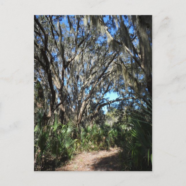 Carte Postale Sentier de la mousse d'Espagne (Devant)