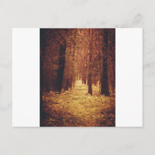 Carte Postale Sentier forestier...