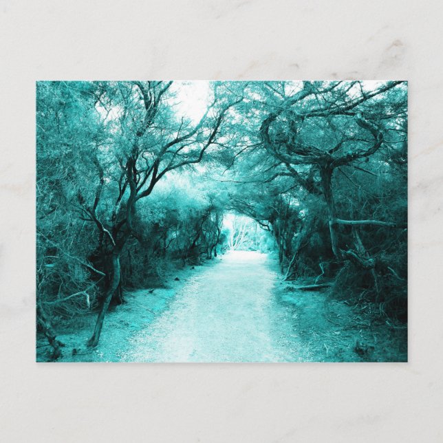Carte Postale Sentier mystérieux, chemin au clair de lune, Arbre (Devant)