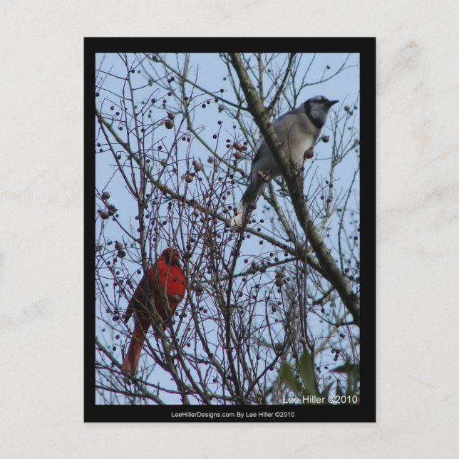 Carte Postale Sentinels Blue Jay et Cardinal par Lee Hiller (Devant)
