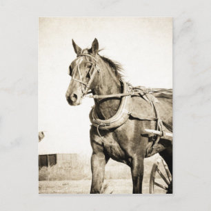 Carte Postale Sepia Amish Cheval Et Buggy