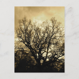 Carte Postale sépia du ciel et de l'arbre