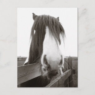 Carte postale Sepia Horse Portrait