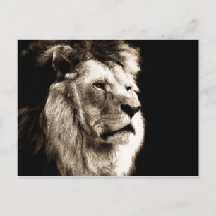 Carte Postale Sepia Lion