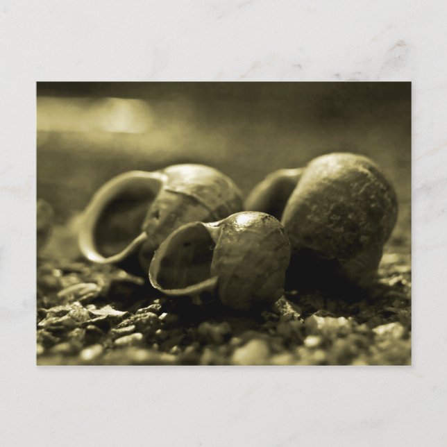 Carte Postale Sepia Shells (Devant)