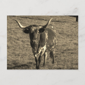 Carte Postale Sepia Tone Brown et blanc Longhorn Bull