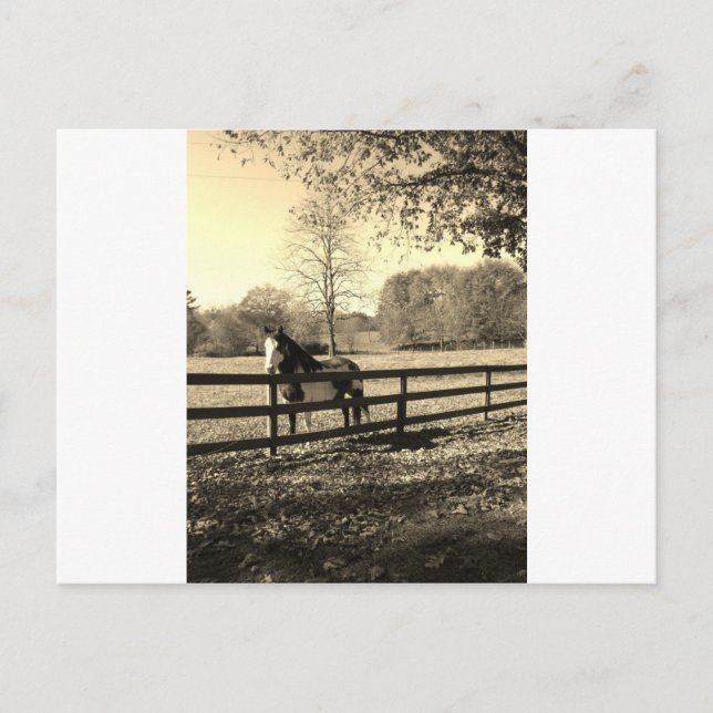 Carte Postale Sepia Tone Photo de Cheval noir et blanc (Devant)