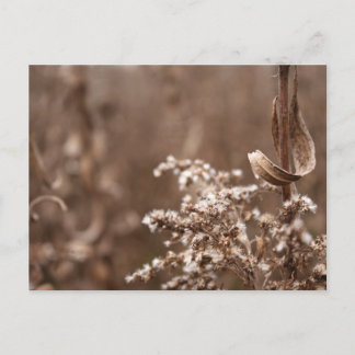 Carte Postale Sepia Tones