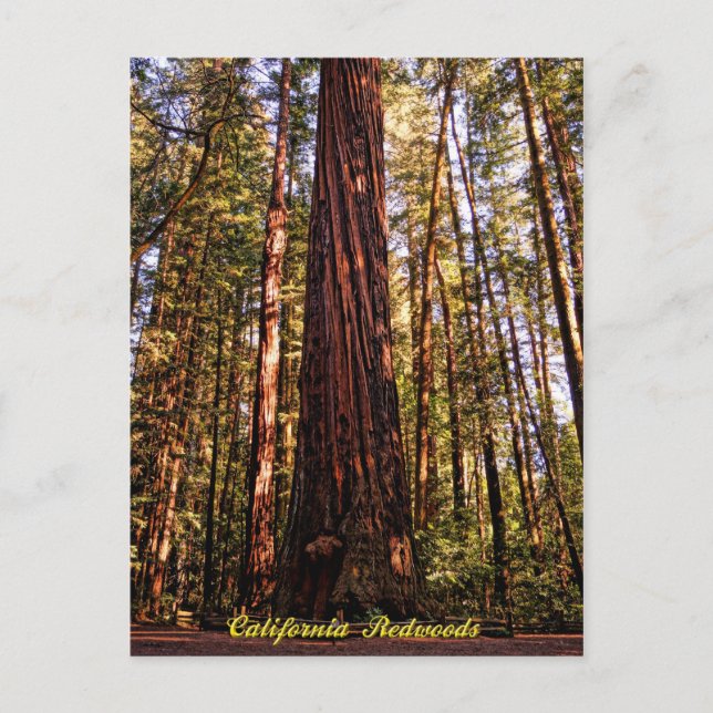 Carte postale Sequoia-California Redwoods (Devant)