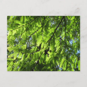 Carte Postale Séquoia de l'aube (Metasequoia)