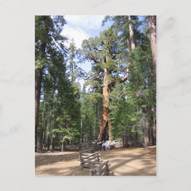 Carte Postale Séquoia géante, Parc national de Yosemite (Devant)
