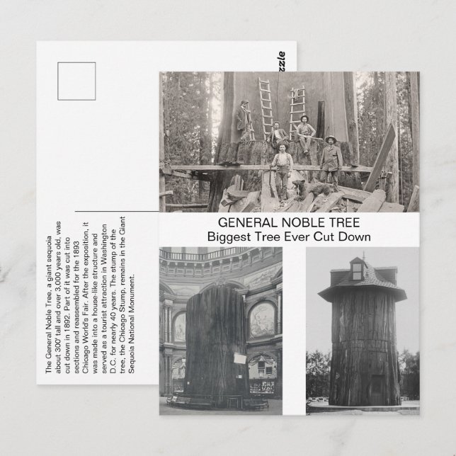 Carte Postale Séquoia Géante, Plus Grand Arbre Jamais Coupé (Devant / Derrière)