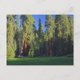 Carte Postale Séquoia Meadows