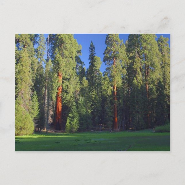 Carte Postale Séquoia Meadows (Devant)