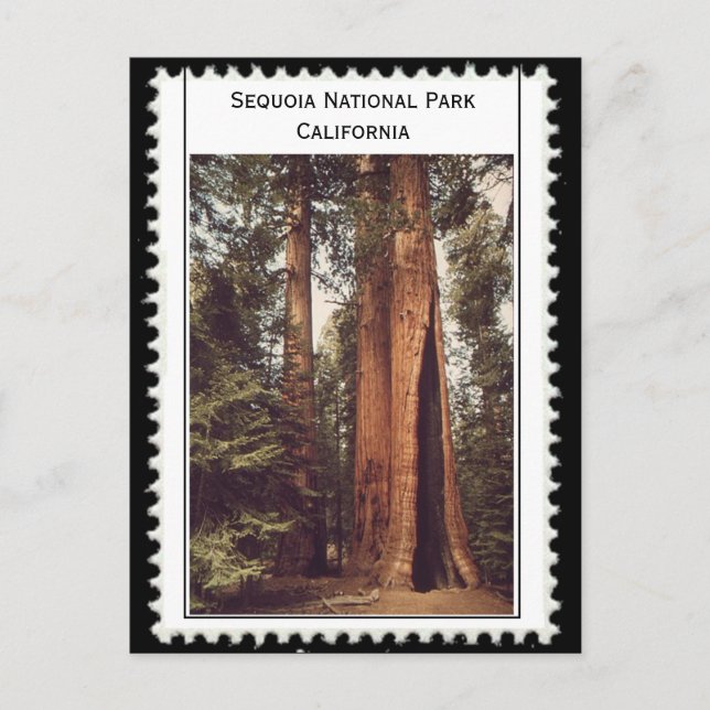 Carte Postale Sequoia National Park California (Devant)