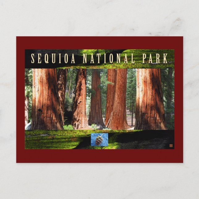 Carte Postale SEQUOIA NAT'L PARK-California-Les Géants (Devant)
